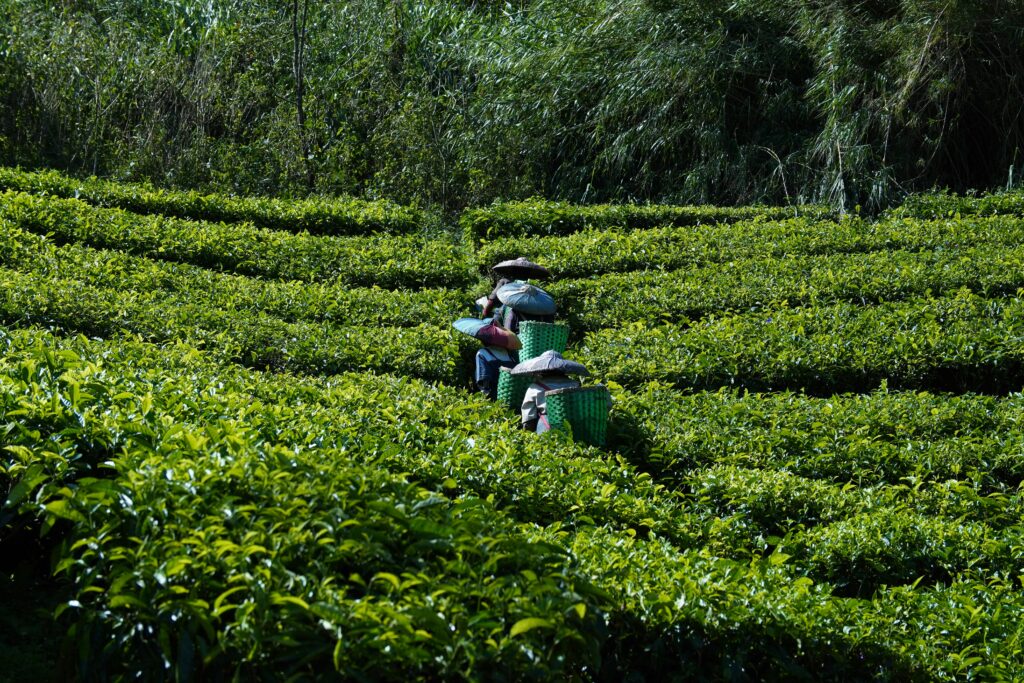 HOME Workers picking tea leaves in a vibrant green plantation on a sunny day.