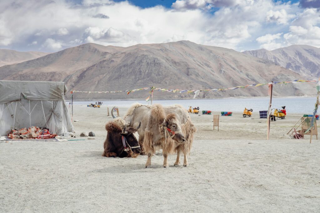 HOME Yaks resting near Pangong Lake with scenic mountains in Ladakh, India, showcasing natural beauty and local culture.